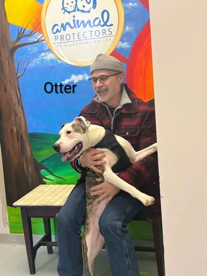 A Viral AI Video Showed Dogs Choosing Their Humans, And One Shelter Decided To Try It in Real Life (40 Pics)