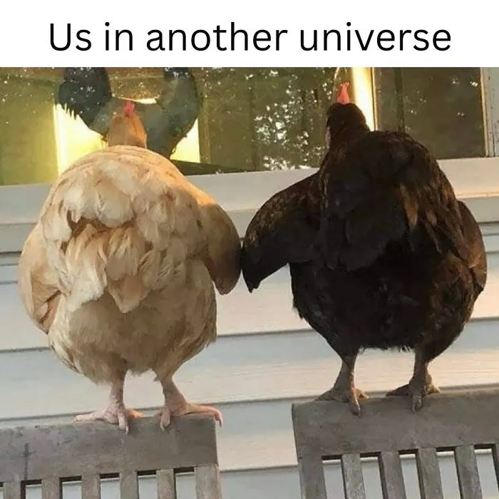 This Page Shared 50 Funny Memes For Your Daily Dose Of Cute Animal Content