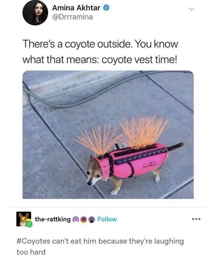 This Page Shared 50 Funny Memes For Your Daily Dose Of Cute Animal Content