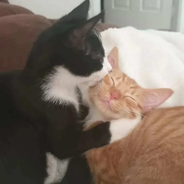 ‘Why I Should Have A Cat’ Page Shared 51 Pics That Could Turn You Into A Cat Person