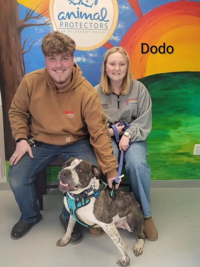 A Viral AI Video Showed Dogs Choosing Their Humans, And One Shelter Decided To Try It in Real Life (40 Pics)