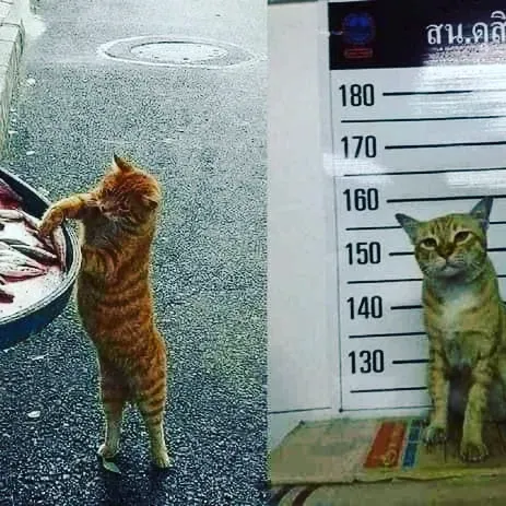‘Why I Should Have A Cat’ Page Shared 51 Pics That Could Turn You Into A Cat Person