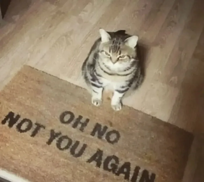 ‘Why I Should Have A Cat’ Page Shared 51 Pics That Could Turn You Into A Cat Person