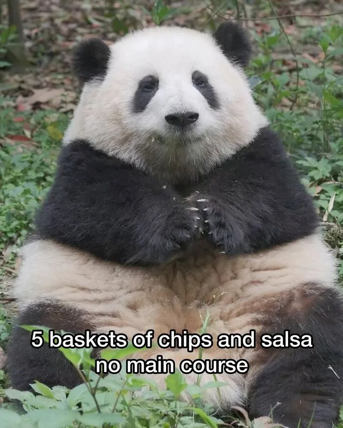 This Page Shared 50 Funny Memes For Your Daily Dose Of Cute Animal Content