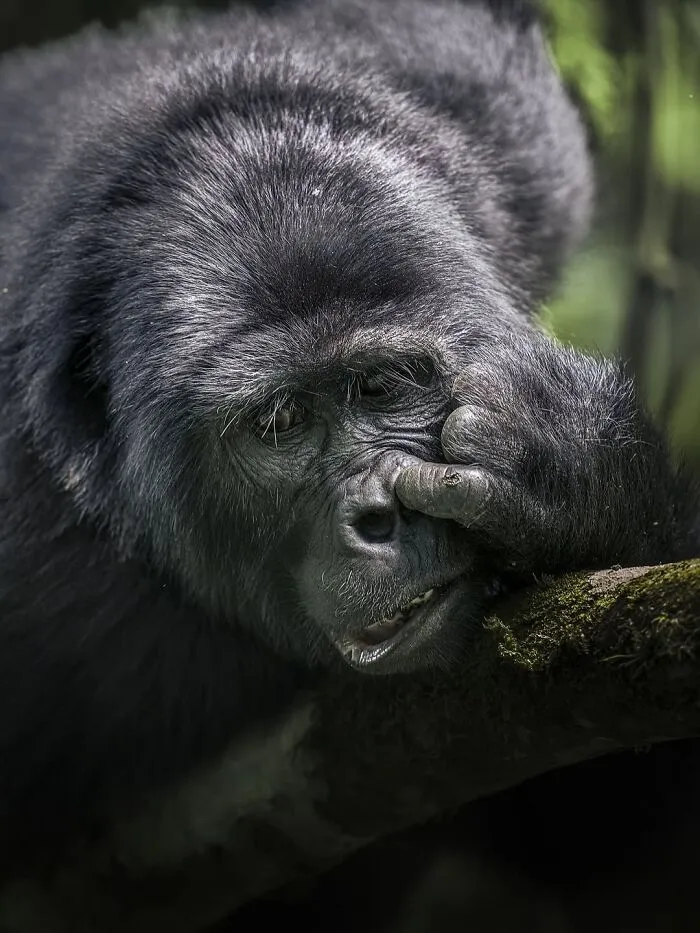 58 Powerful Wildlife Photos That Capture Nature’s Beauty, Drama, And Fragility