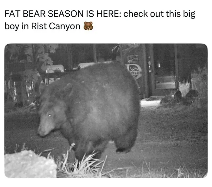 This Page Shared 50 Funny Memes For Your Daily Dose Of Cute Animal Content