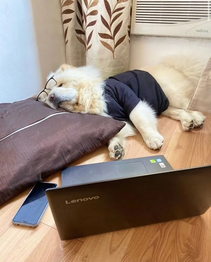 This Page Shared 59 Funny Pics Of Dogs Who Somehow Became The Cutest Remote Workers Ever