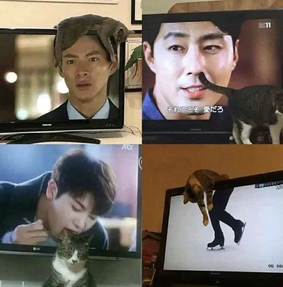 ‘Why I Should Have A Cat’ Page Shared 51 Pics That Could Turn You Into A Cat Person