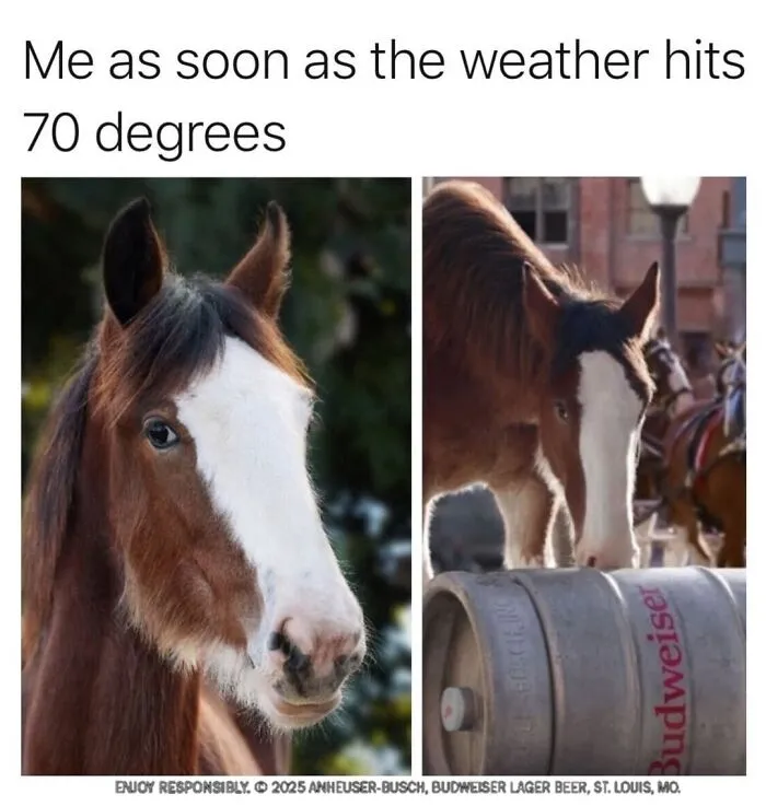 This Page Shared 50 Funny Memes For Your Daily Dose Of Cute Animal Content