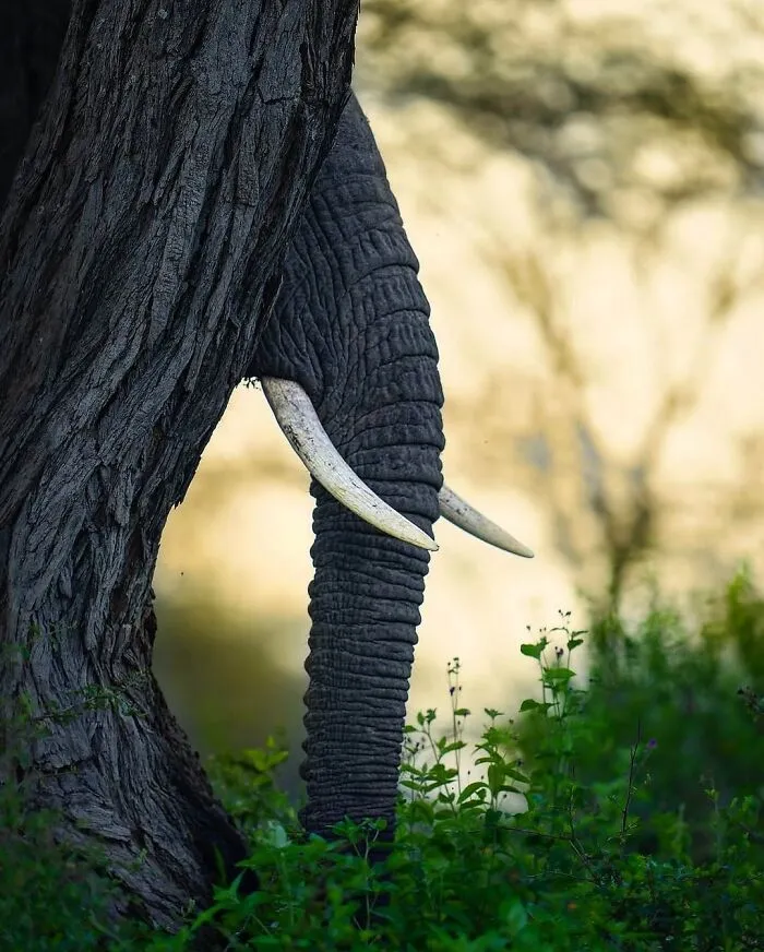 58 Powerful Wildlife Photos That Capture Nature’s Beauty, Drama, And Fragility