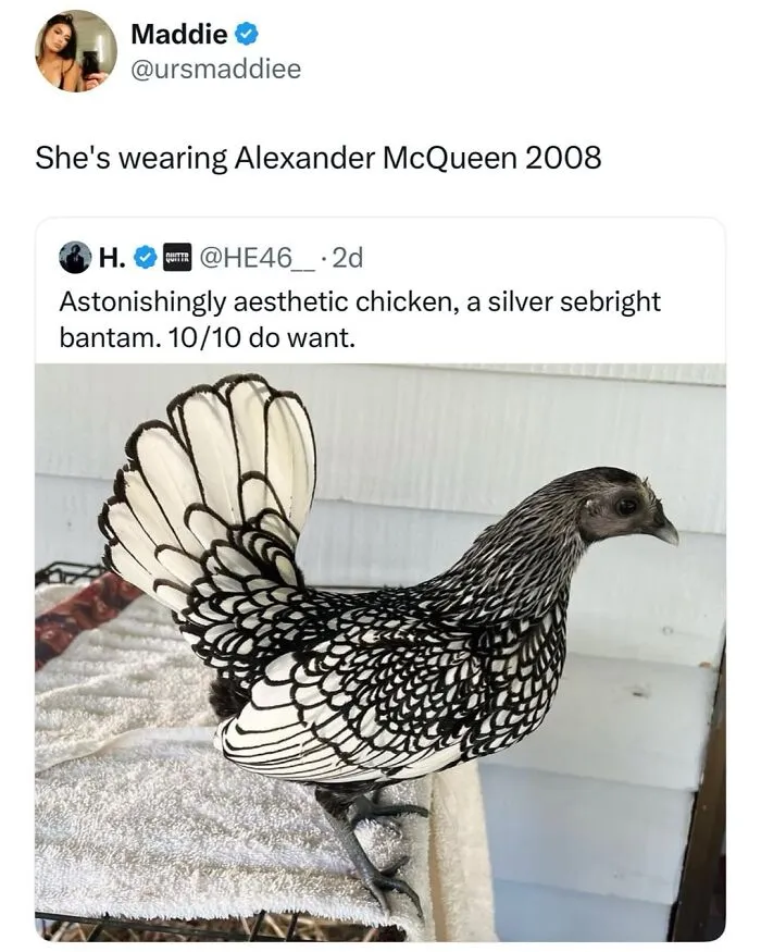 This Page Shared 50 Funny Memes For Your Daily Dose Of Cute Animal Content