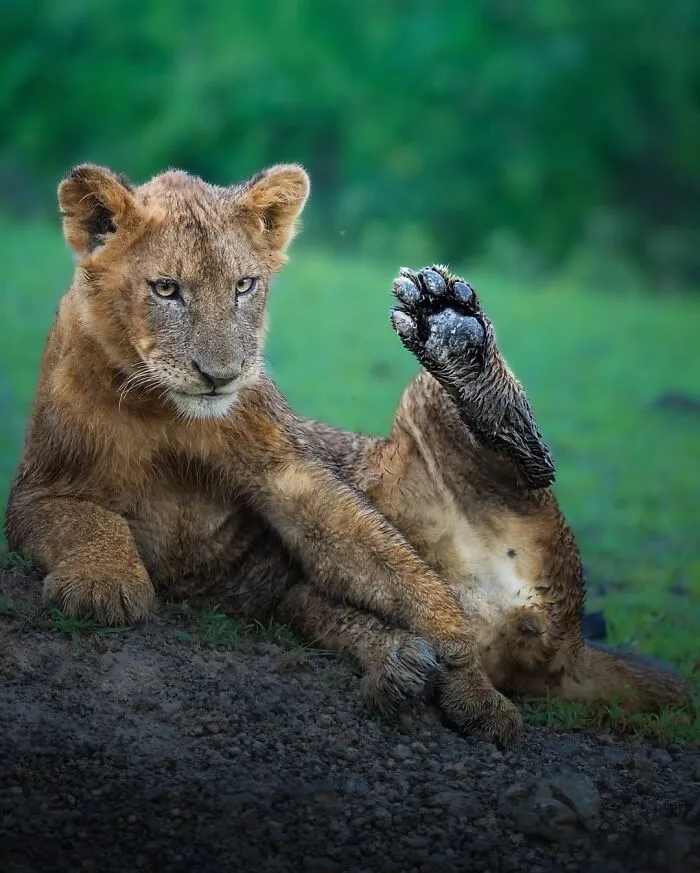 58 Powerful Wildlife Photos That Capture Nature’s Beauty, Drama, And Fragility