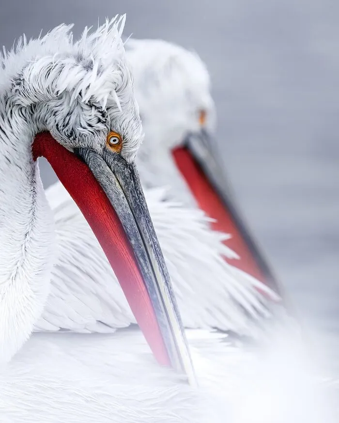 58 Powerful Wildlife Photos That Capture Nature’s Beauty, Drama, And Fragility