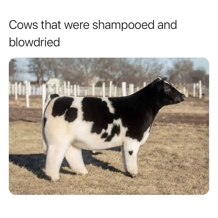 This Page Shared 50 Funny Memes For Your Daily Dose Of Cute Animal Content