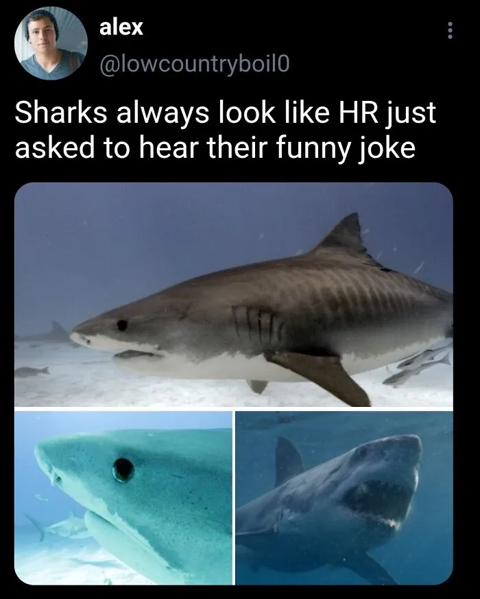 This Page Shared 50 Funny Memes For Your Daily Dose Of Cute Animal Content
