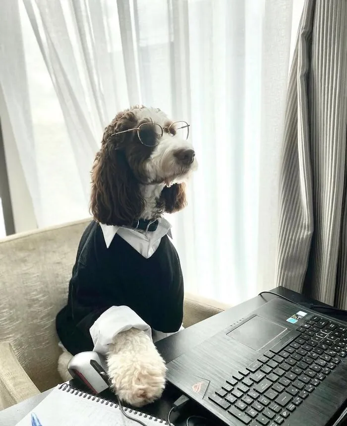 This Page Shared 59 Funny Pics Of Dogs Who Somehow Became The Cutest Remote Workers Ever
