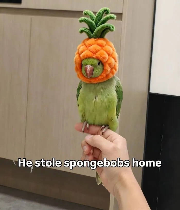 This Page Shared 50 Funny Memes For Your Daily Dose Of Cute Animal Content