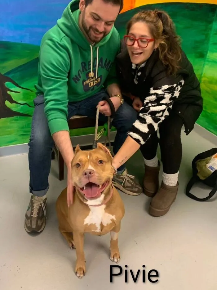 A Viral AI Video Showed Dogs Choosing Their Humans, And One Shelter Decided To Try It in Real Life (40 Pics)