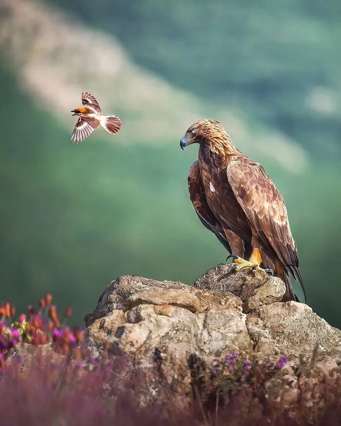 58 Powerful Wildlife Photos That Capture Nature’s Beauty, Drama, And Fragility