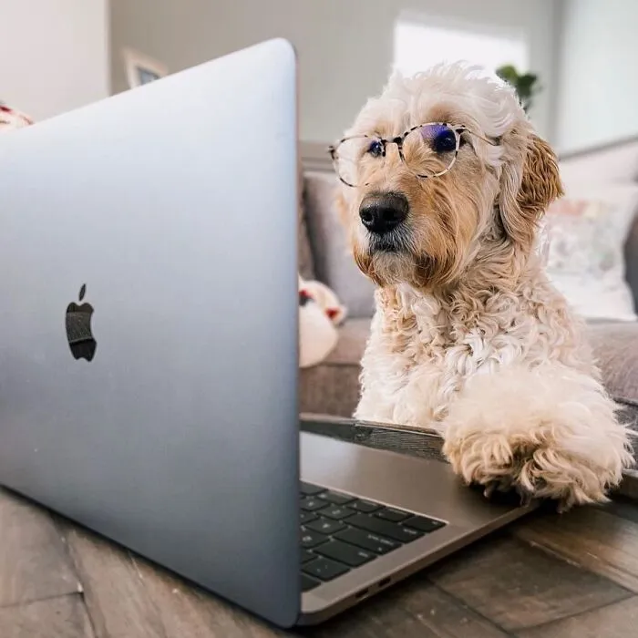 This Page Shared 59 Funny Pics Of Dogs Who Somehow Became The Cutest Remote Workers Ever