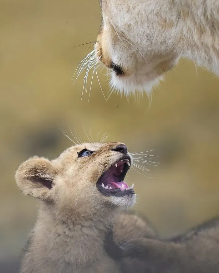 58 Powerful Wildlife Photos That Capture Nature’s Beauty, Drama, And Fragility