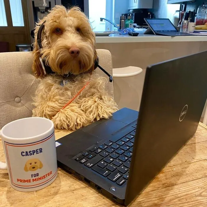 This Page Shared 59 Funny Pics Of Dogs Who Somehow Became The Cutest Remote Workers Ever