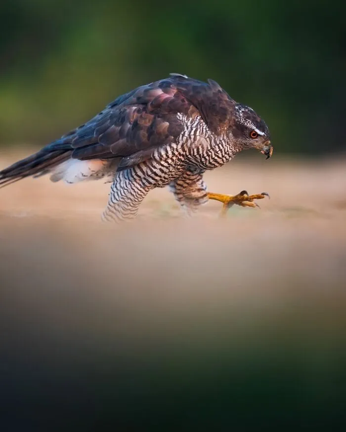 58 Powerful Wildlife Photos That Capture Nature’s Beauty, Drama, And Fragility