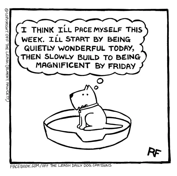 A small dog sits in a bed, thinking about pacing itself in a new Off The Leash cartoon for dog owners.