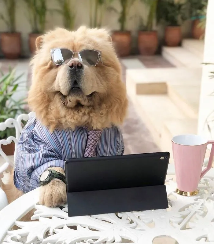 This Page Shared 59 Funny Pics Of Dogs Who Somehow Became The Cutest Remote Workers Ever