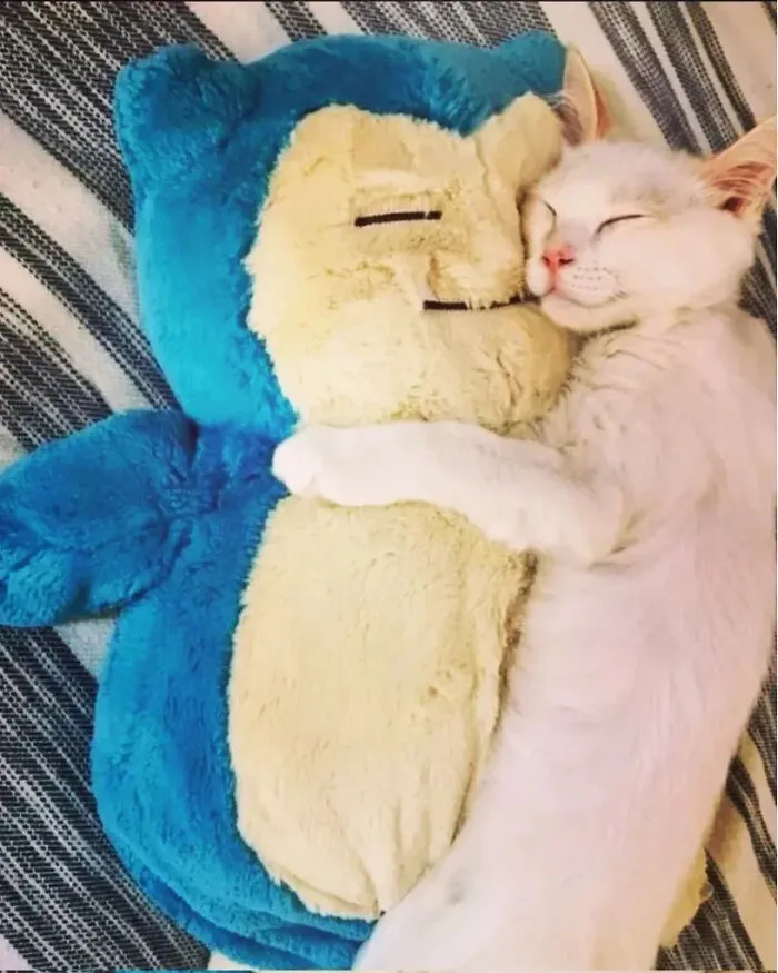 ‘Why I Should Have A Cat’ Page Shared 51 Pics That Could Turn You Into A Cat Person