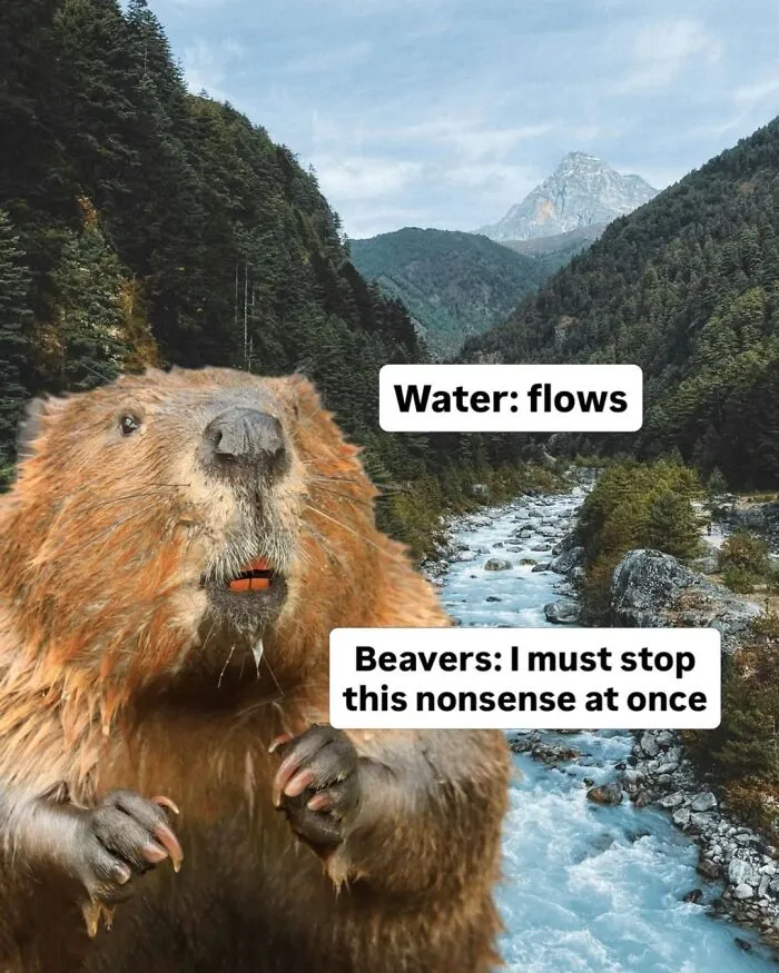 This Page Shared 50 Funny Memes For Your Daily Dose Of Cute Animal Content