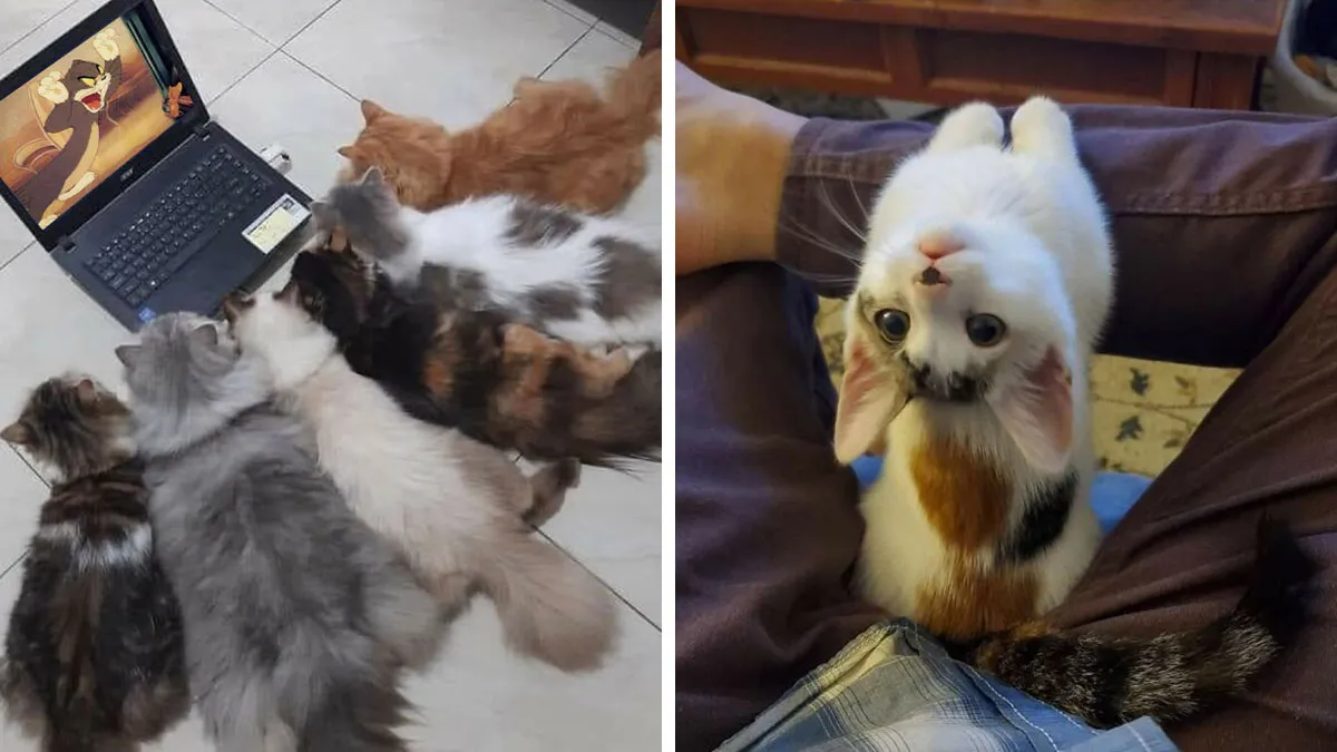 38 Hilarious Cat Moments Caught On Camera, As Shared By “Important Animal Images” (New Pics)