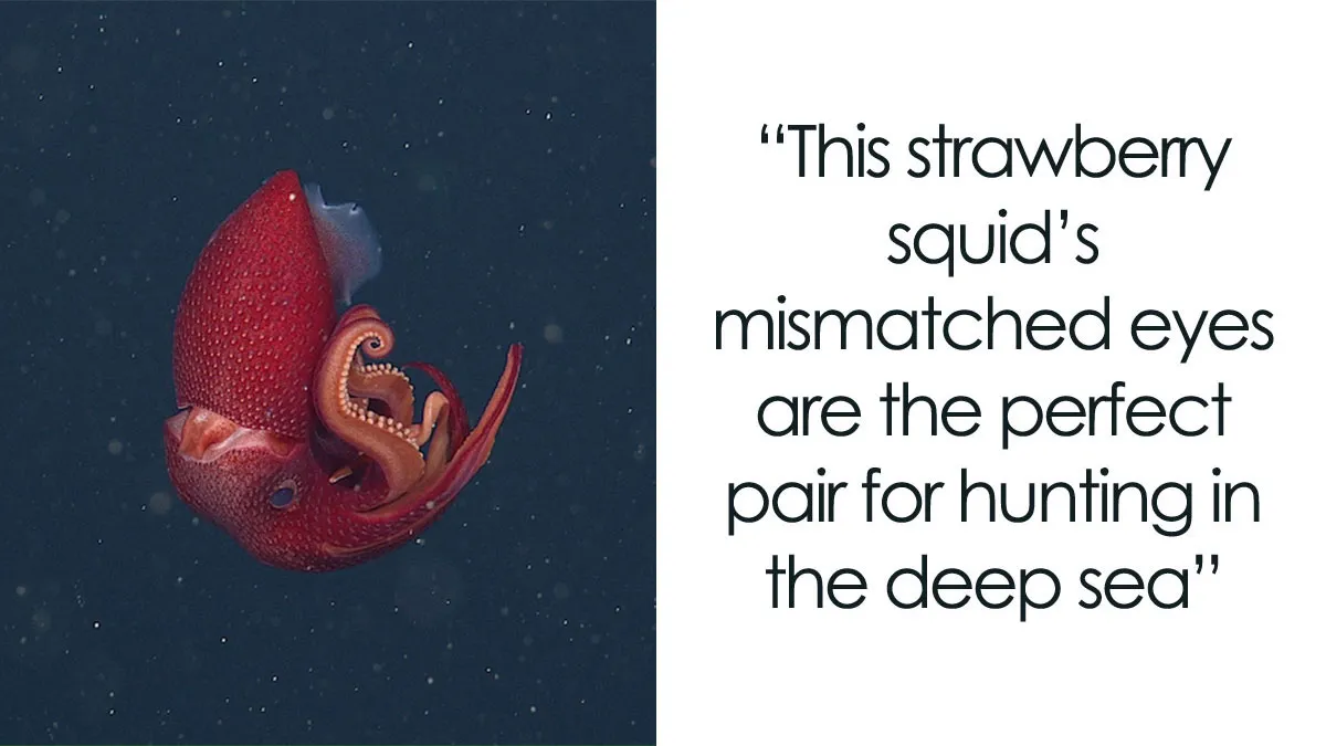 30 Alien-Like Deep-Sea Creatures Documented By MBARI