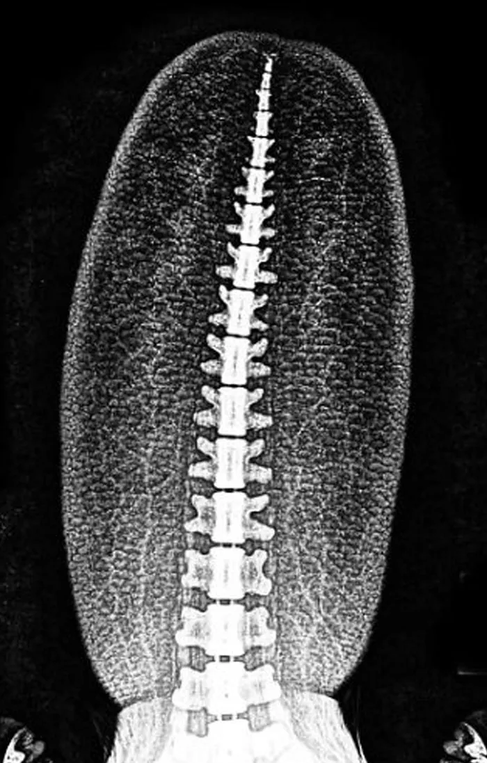 This Is An X-Ray Of A Beaver’s Tail. Imagine If We Only Knew About Beavers From Fossil Remains, We Would Almost Certainly Reconstruct Them Incorrectly. Now Apply This To Dinosaurs
