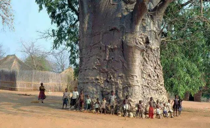 This 2,000 Year Old Tree Is Located T Zwigodini Village Of Mutale In Limpopo, South Africa