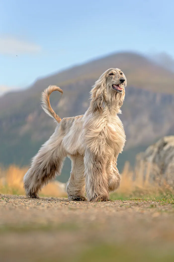 I Went Above The Arctic Circle To Photograph Dogs, Here Are 24 Moments I Captured