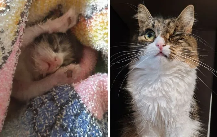 “Cat Grows”: 30 Adorable Side-By-Side Comparisons Of Cats Now And When They Were Little