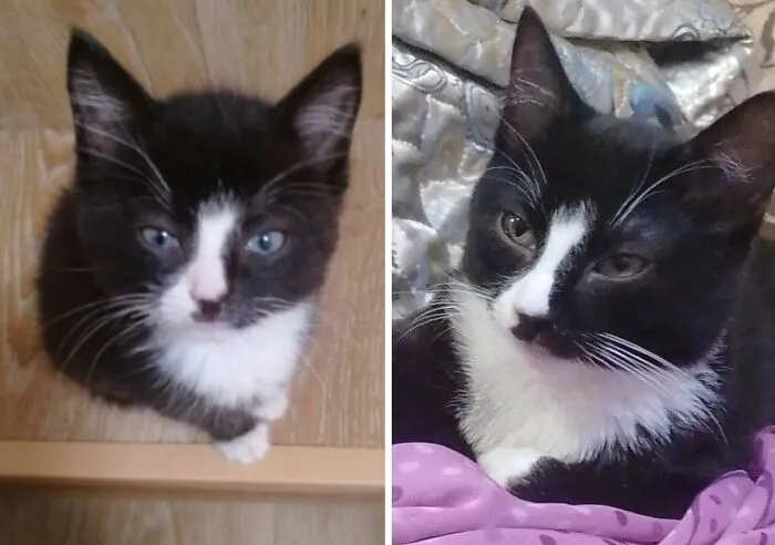 “Cat Grows”: 30 Adorable Side-By-Side Comparisons Of Cats Now And When They Were Little