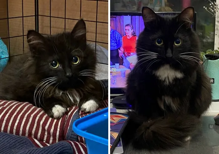 “Cat Grows”: 30 Adorable Side-By-Side Comparisons Of Cats Now And When They Were Little