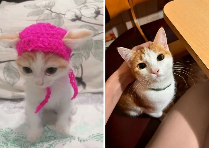 “Cat Grows”: 30 Adorable Side-By-Side Comparisons Of Cats Now And When They Were Little
