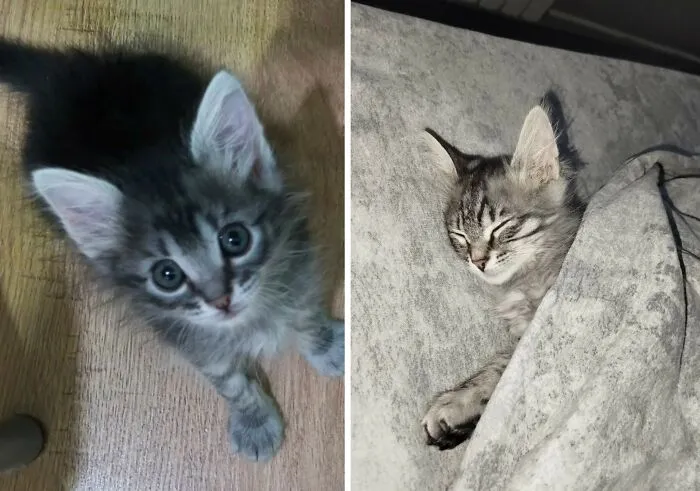 “Cat Grows”: 30 Adorable Side-By-Side Comparisons Of Cats Now And When They Were Little