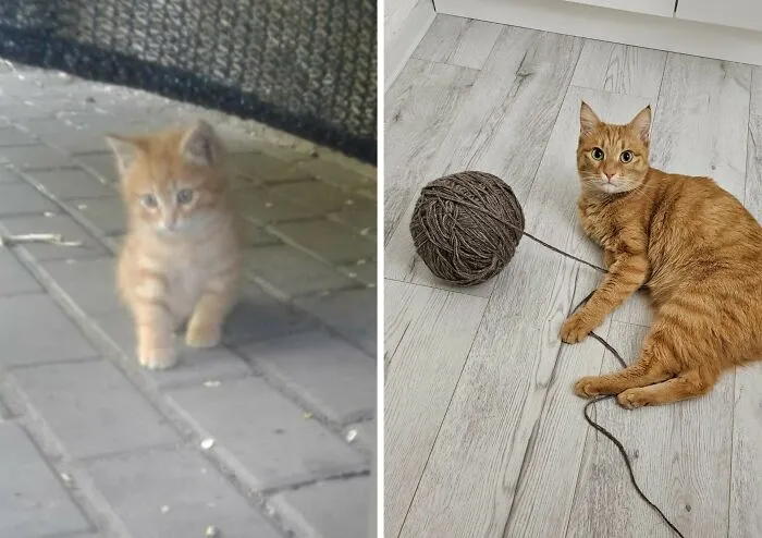 “Cat Grows”: 30 Adorable Side-By-Side Comparisons Of Cats Now And When They Were Little