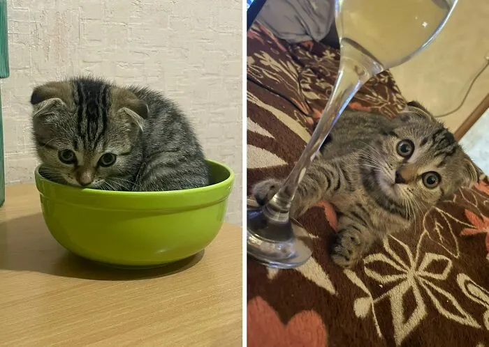 “Cat Grows”: 30 Adorable Side-By-Side Comparisons Of Cats Now And When They Were Little