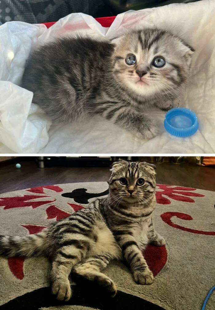 “Cat Grows”: 30 Adorable Side-By-Side Comparisons Of Cats Now And When They Were Little
