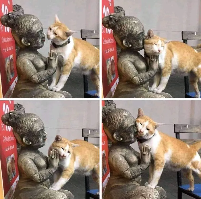 38 Hilarious Cat Moments Caught On Camera, As Shared By “Important Animal Images” (New Pics)