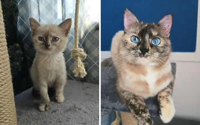 “Cat Grows”: 30 Adorable Side-By-Side Comparisons Of Cats Now And When They Were Little