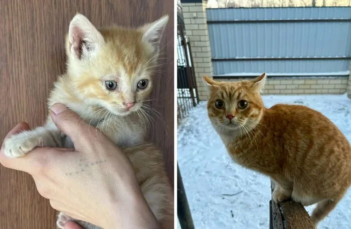 “Cat Grows”: 30 Adorable Side-By-Side Comparisons Of Cats Now And When They Were Little