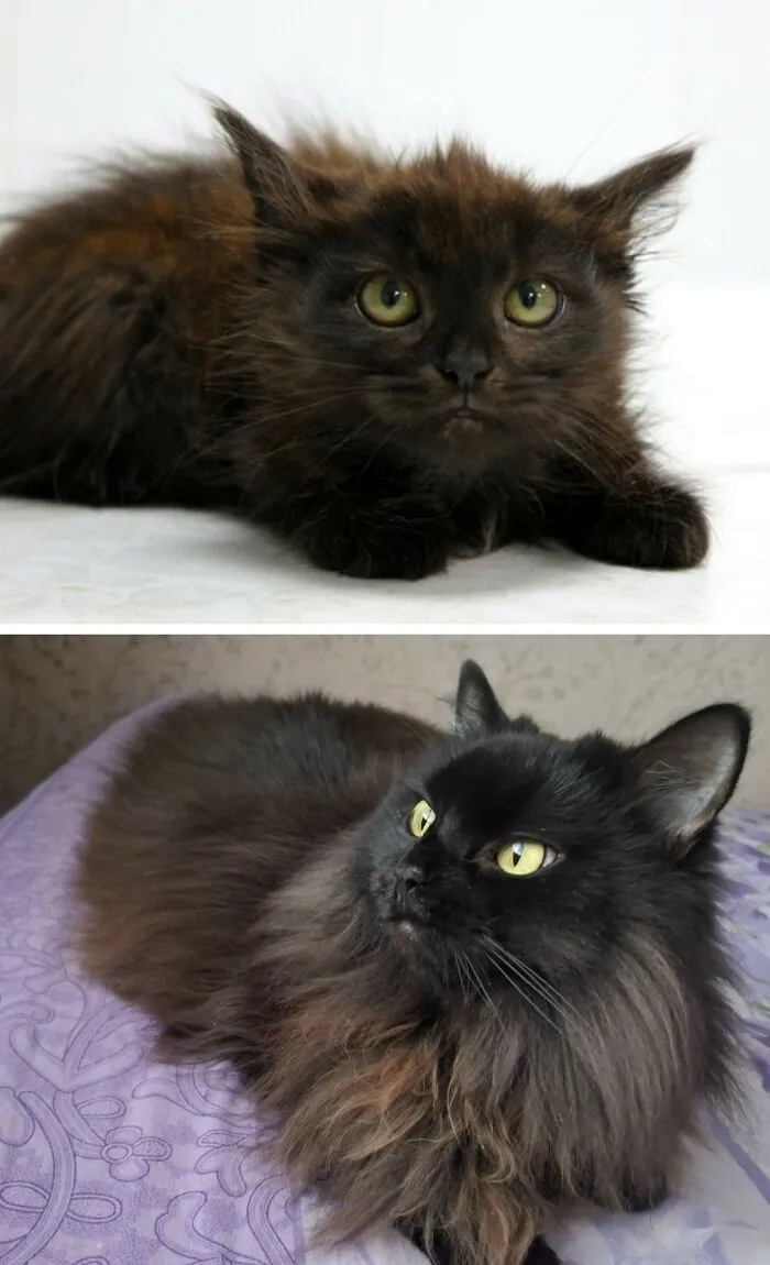“Cat Grows”: 30 Adorable Side-By-Side Comparisons Of Cats Now And When They Were Little