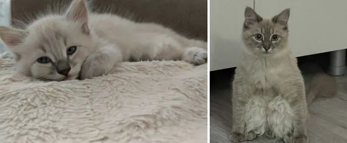 “Cat Grows”: 30 Adorable Side-By-Side Comparisons Of Cats Now And When They Were Little