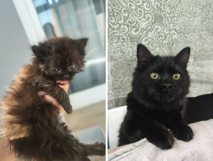 “Cat Grows”: 30 Adorable Side-By-Side Comparisons Of Cats Now And When They Were Little